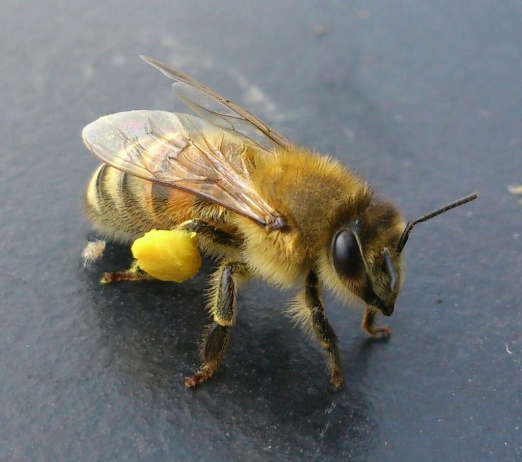 Bi med pollenbukser