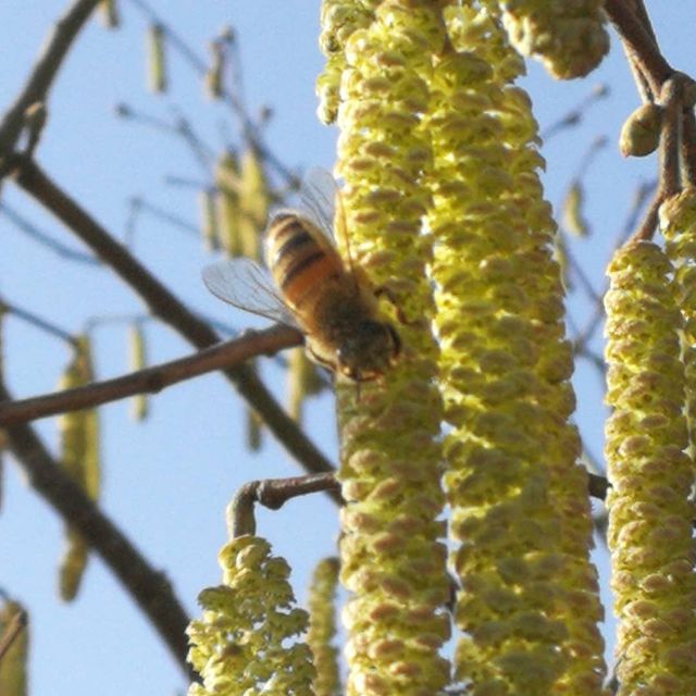 Honningpigens bier på hasselblomst Buckfast bier på hasselblomst
