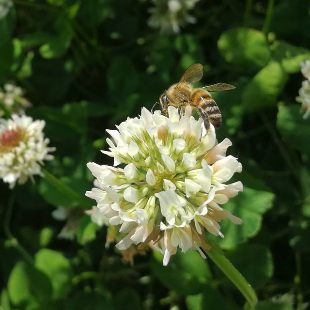 Bier i kløverblomst Buckfastbier samler pollen i hvidkløver