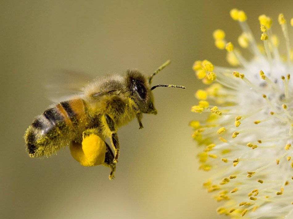 Buckfastbier samler pollen i hvidkløver