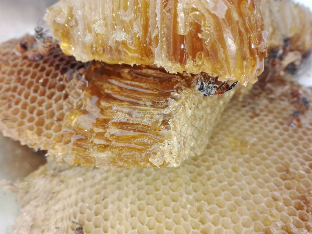 Honning fra Honningpigen