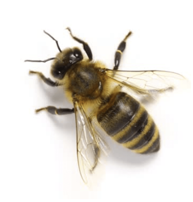 Buckfastbien sælges som dronning eller bifamilie hos Honningpigen
