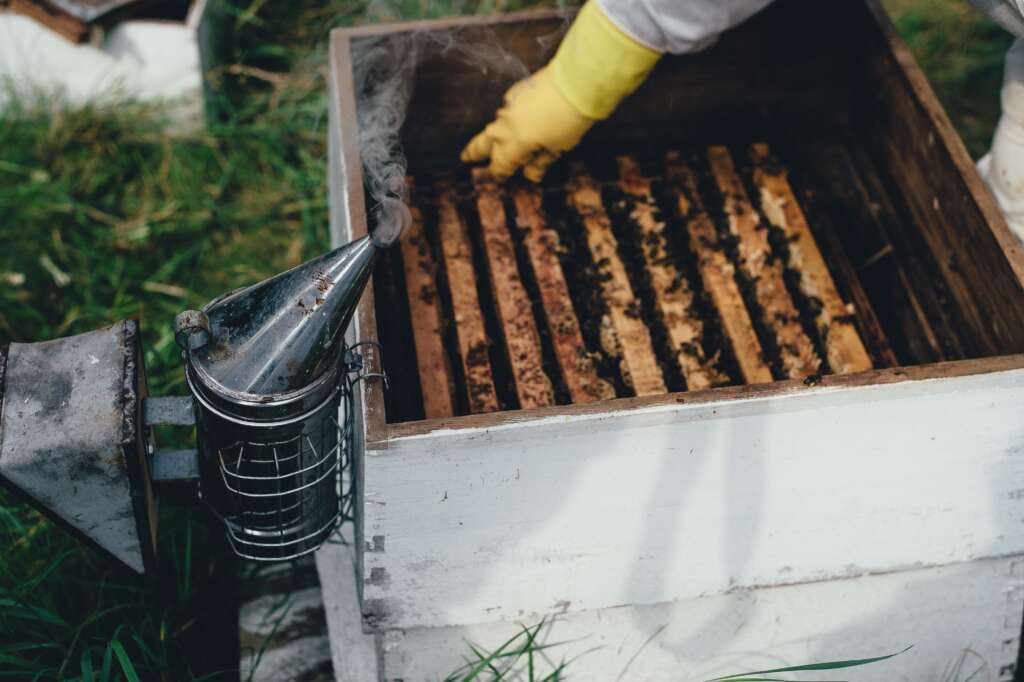 varroa bekæmpelse