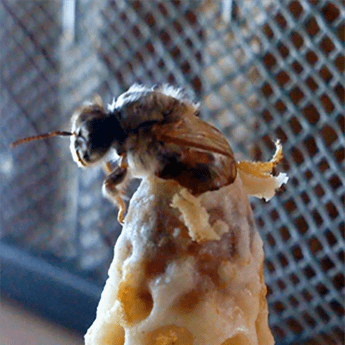 Overskæg grund Medicinsk Salg af bidronninger i høj kvalitet - ALT til din biavl - biavlerudstyr-  honning
