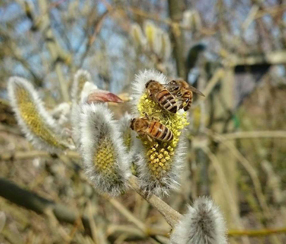 Arbejdsbier henter pollen Bier på arbejde