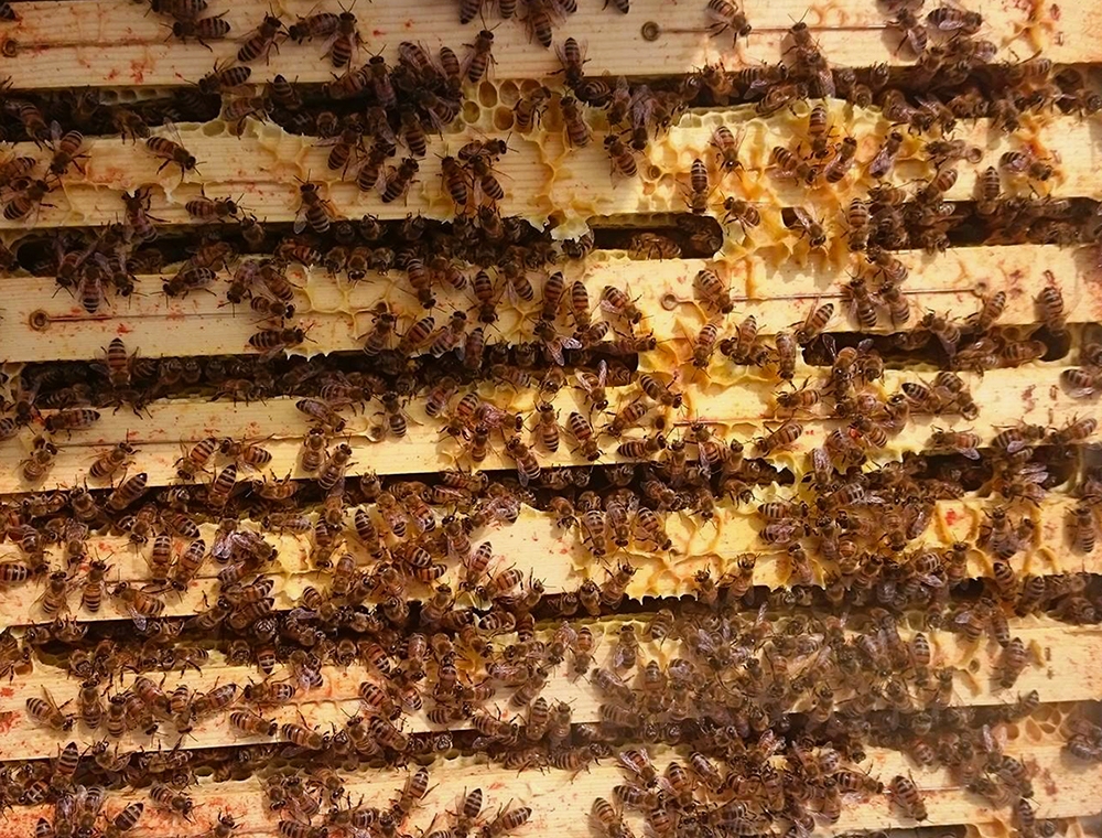 avl af bifamilier