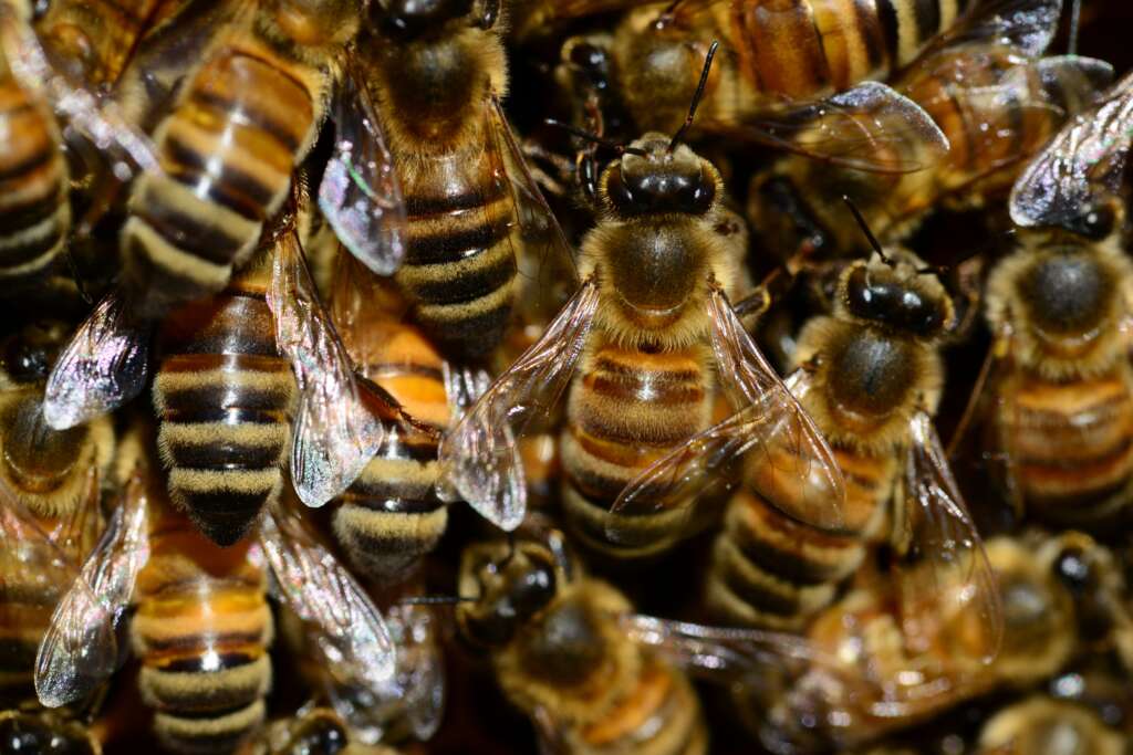 Honningpigens bier Buckfastbier er de bedste til biavl