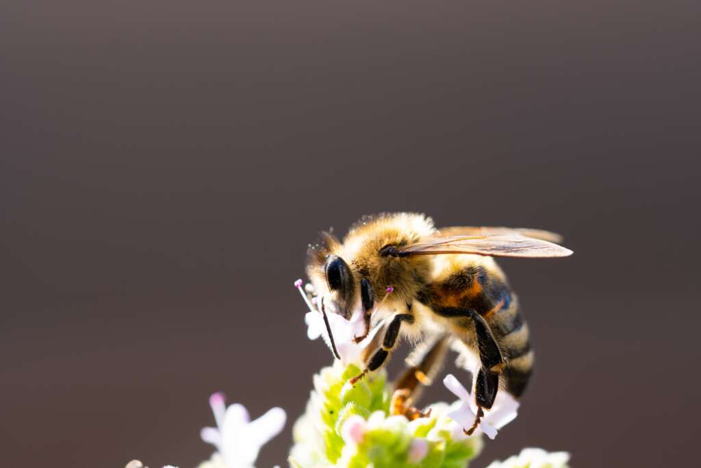 en flittig bi som samler pollen Flittig buckfast bi