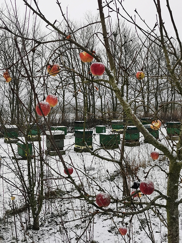 Bistader om vinteren bag ved æbletræ