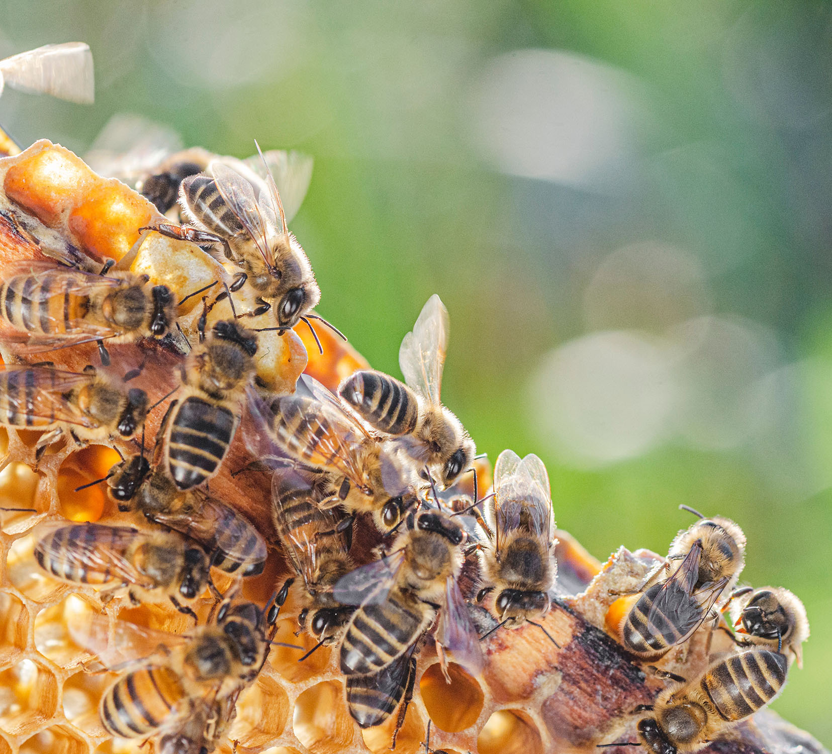 bier der kommunikere